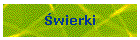 wierki